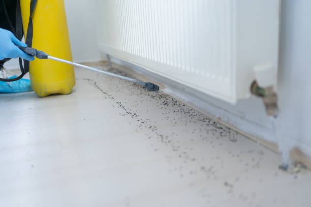 Professional Pest Control in Norris City, IL